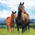 Horse and Pony Lunch Napkins 16pk